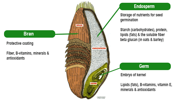 Whole Grain Diagram